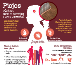Infografía - Piojos ¿Qué son, cómo se transmiten y cómo prevenirlos?