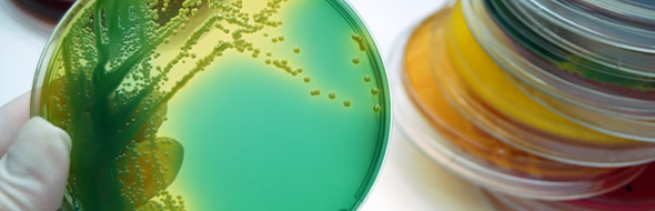 Imagen de muestras antimicrobianas